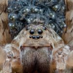 Macro-Influencers - WOLFSPIDER WITH BABIES